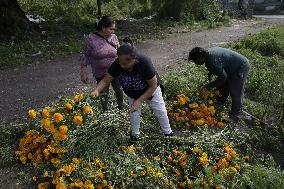 Cutting And Sale Of Cempasuchil Flower On The Occasion Of The Day Of The Dead Mexico