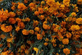 Cutting And Sale Of Cempasuchil Flower On The Occasion Of The Day Of The Dead Mexico