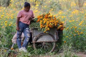 Cutting And Sale Of Cempasuchil Flower On The Occasion Of The Day Of The Dead Mexico