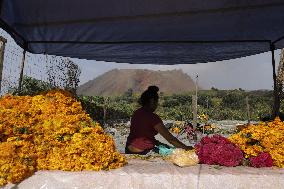 Cutting And Sale Of Cempasuchil Flower On The Occasion Of The Day Of The Dead Mexico