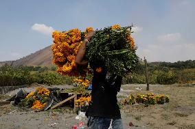 Cutting And Sale Of Cempasuchil Flower On The Occasion Of The Day Of The Dead Mexico