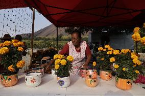 Cutting And Sale Of Cempasuchil Flower On The Occasion Of The Day Of The Dead Mexico