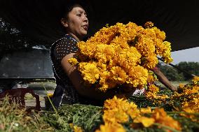 Cutting And Sale Of Cempasuchil Flower On The Occasion Of The Day Of The Dead Mexico