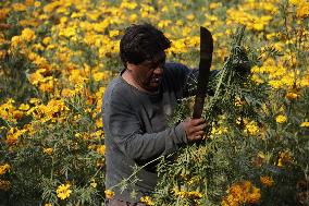 Cutting And Sale Of Cempasuchil Flower On The Occasion Of The Day Of The Dead Mexico