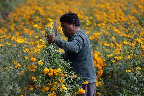 Cutting And Sale Of Cempasuchil Flower On The Occasion Of The Day Of The Dead Mexico