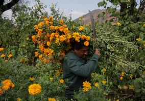 Cutting And Sale Of Cempasuchil Flower On The Occasion Of The Day Of The Dead Mexico