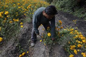 Cutting And Sale Of Cempasuchil Flower On The Occasion Of The Day Of The Dead Mexico