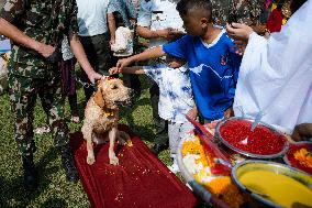 Kukur Tihar (Dog Festival) Celebrated In Nepal