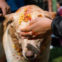 Kukur Tihar (Dog Festival) Celebrated In Nepal