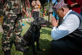 Kukur Tihar (Dog Festival) Celebrated In Nepal