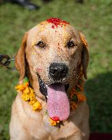 Kukur Tihar (Dog Festival) Celebrated In Nepal