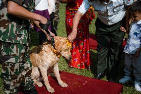 Kukur Tihar (Dog Festival) Celebrated In Nepal