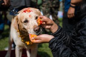 Kukur Tihar (Dog Festival) Celebrated In Nepal