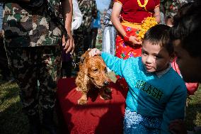 Kukur Tihar (Dog Festival) Celebrated In Nepal