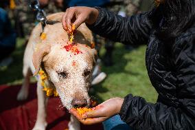 Kukur Tihar (Dog Festival) Celebrated In Nepal