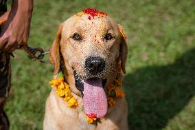 Kukur Tihar (Dog Festival) Celebrated In Nepal