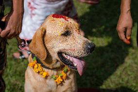 Kukur Tihar (Dog Festival) Celebrated In Nepal