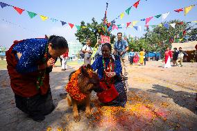 Kukur Tihar- Day Of Dogs In Nepal