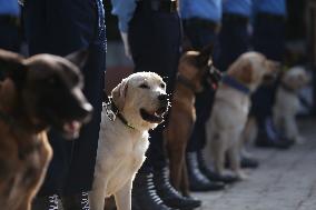 Kukur Tihar- Day Of Dogs In Nepal