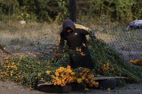 Cutting And Sale Of Cempasuchil Flower On The Occasion Of The Day Of The Dead Mexico