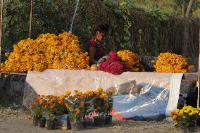 Cutting And Sale Of Cempasuchil Flower On The Occasion Of The Day Of The Dead Mexico