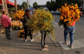 Cutting And Sale Of Cempasuchil Flower On The Occasion Of The Day Of The Dead Mexico