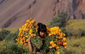 Cutting And Sale Of Cempasuchil Flower On The Occasion Of The Day Of The Dead Mexico