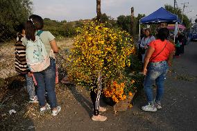 Cutting And Sale Of Cempasuchil Flower On The Occasion Of The Day Of The Dead Mexico