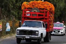 Cutting And Sale Of Cempasuchil Flower On The Occasion Of The Day Of The Dead Mexico