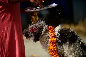 Kukur Puja Or Dog Festival Celebrated In Nepal