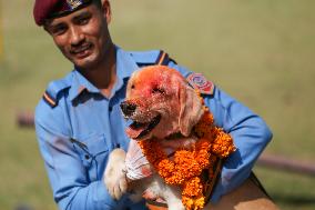 Kukur Tihar- Day Of Dogs In Nepal