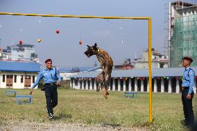 Kukur Tihar- Day Of Dogs In Nepal