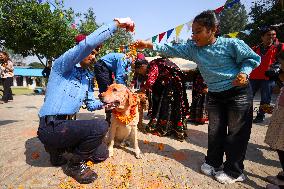 Kukur Tihar- Day Of Dogs In Nepal