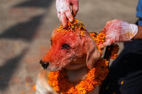 Kukur Tihar- Day Of Dogs In Nepal