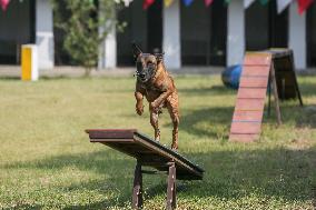 Kukur Tihar- Day Of Dogs In Nepal