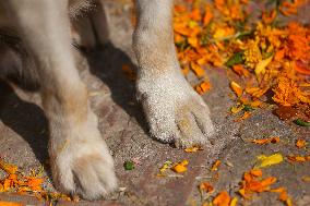 Kukur Tihar- Day Of Dogs In Nepal