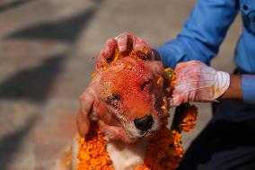 Kukur Tihar- Day Of Dogs In Nepal