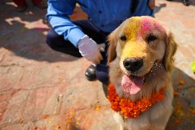 Kukur Tihar- Day Of Dogs In Nepal