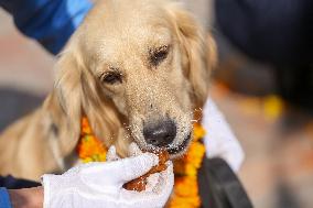 Kukur Tihar- Day Of Dogs In Nepal