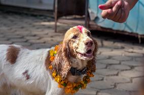 Dog Worship Day In Nepal.