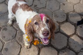 Dog Worship Day In Nepal.