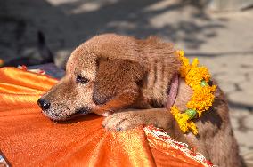 Dog Worship Day In Nepal.