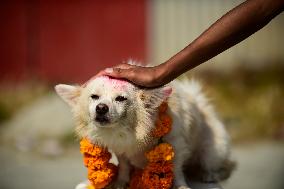 Kukur Puja Or Dog Festival Celebrated In Nepal