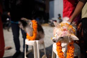 Kukur Puja Or Dog Festival Celebrated In Nepal