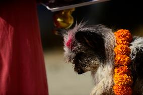 Kukur Puja Or Dog Festival Celebrated In Nepal