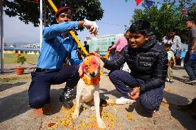 Kukur Tihar- Day Of Dogs In Nepal