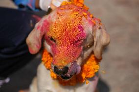 Kukur Tihar- Day Of Dogs In Nepal