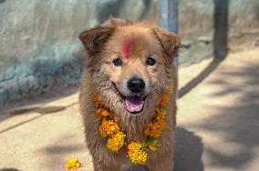 Dog Worship Day In Nepal.