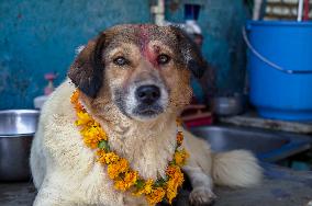 Dog Worship Day In Nepal.