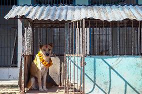 Dog Worship Day In Nepal.